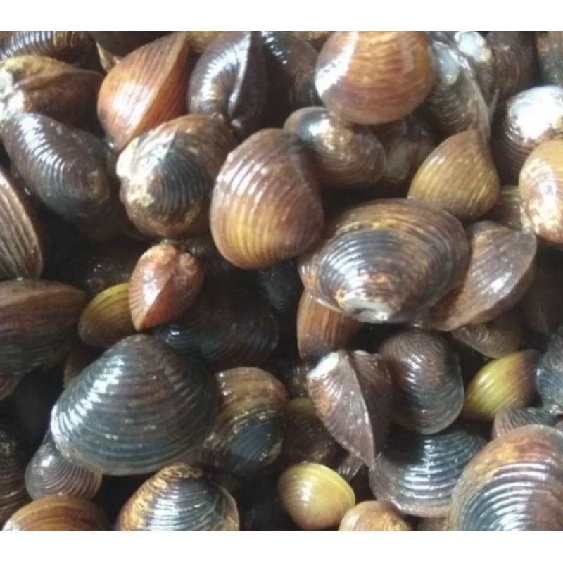 

Remis sungai hidup,obat oungsi hati dan liver-100Gram