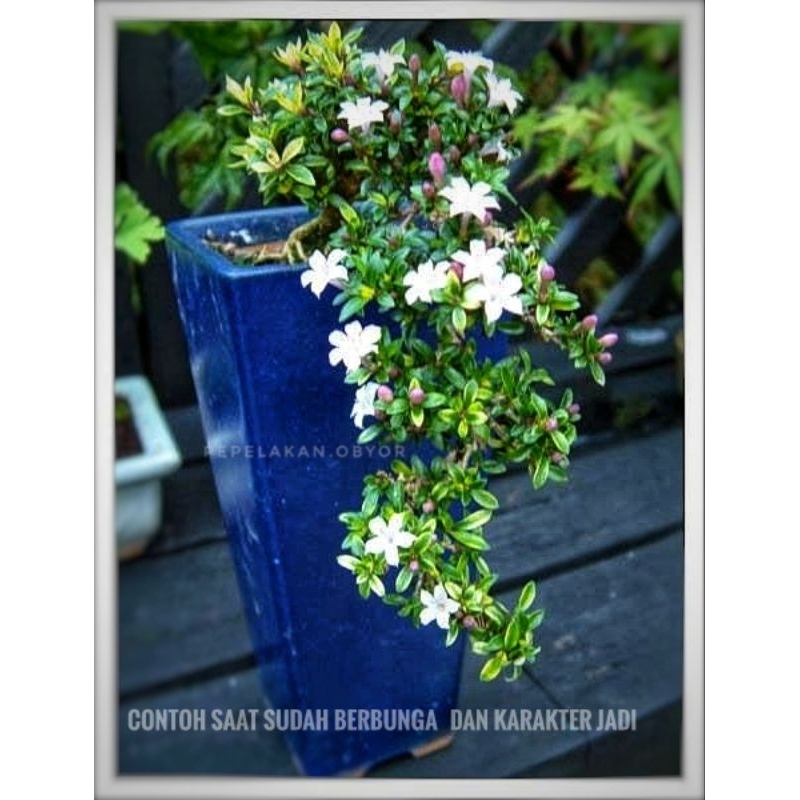 Bonsai Mini Bonsai Karakter Air terjun Cascade Bonsai Serissa Japonica Super micro Cocok untuk Palud