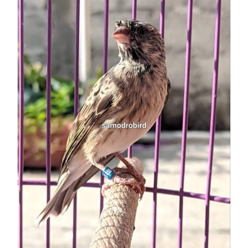 Burung blackthroat bahan jantan pilihan sudah terpantau riwik