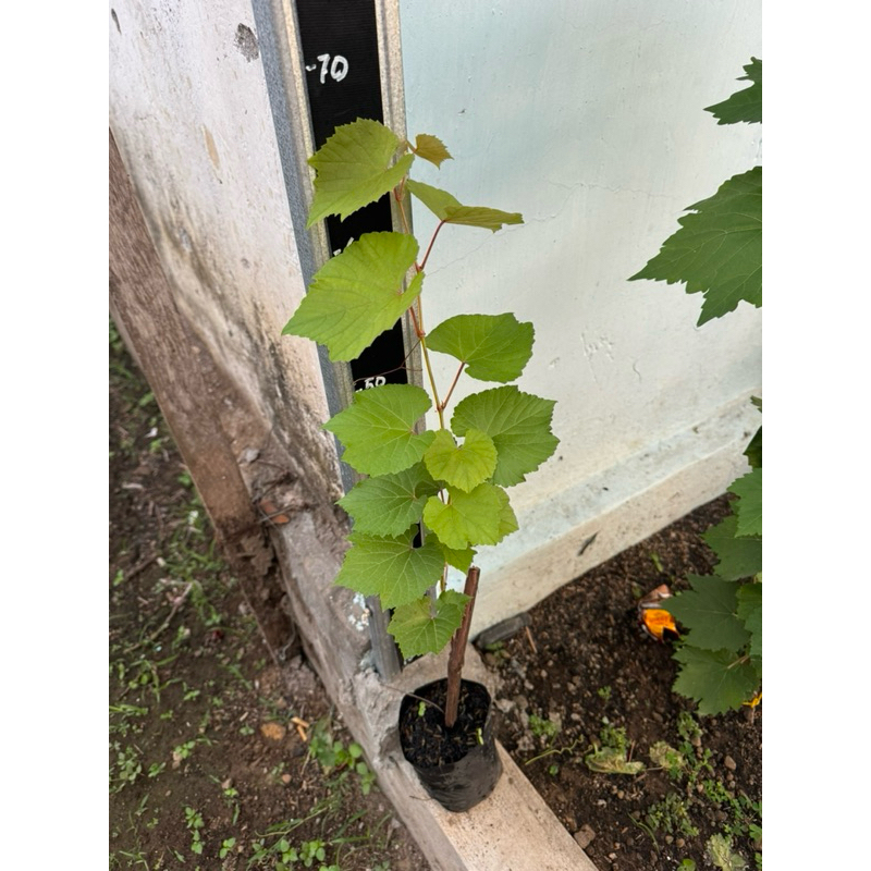 So4 Rootstock Import Tanaman Anggur