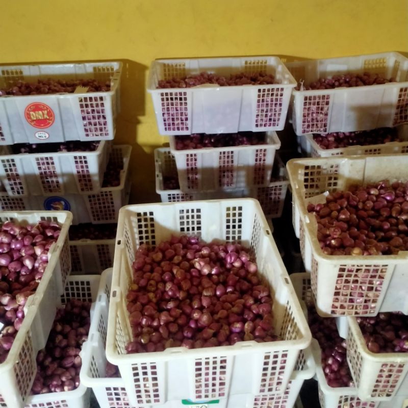 

BAWANG MERAH PROBOLINGGO | BAWANG MERAH BESAR DAN BAWANG MERAH SEDANG