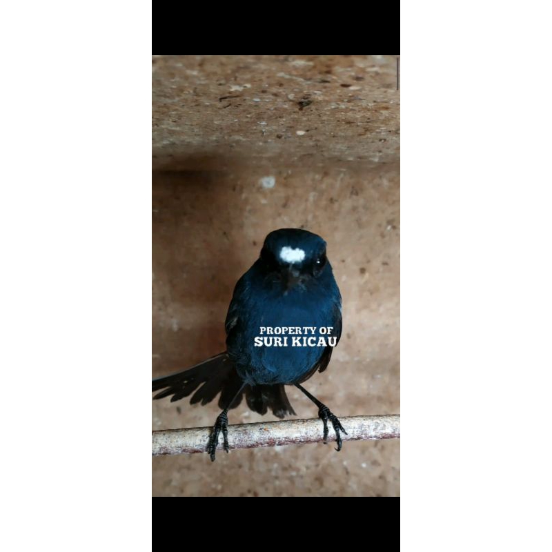 burung cingcoang bintang jantan