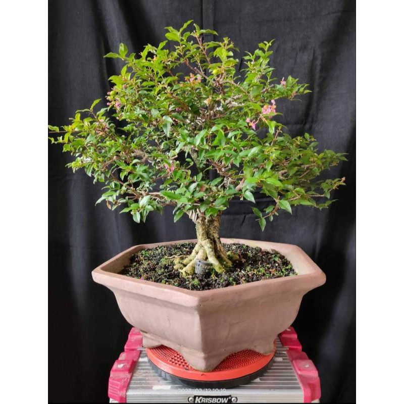Bonsai Sakura Mikro