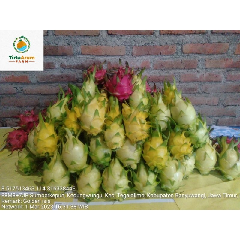 

Buah naga merah dan kuning segar