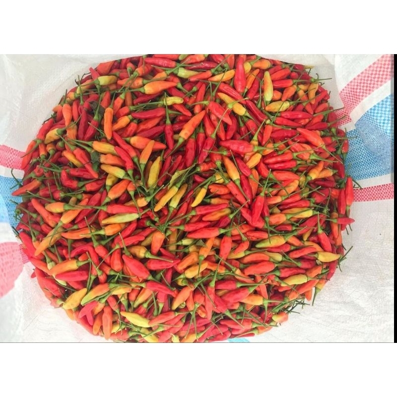 

Cabai rawit Ori Blitar