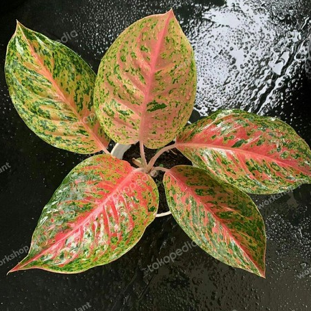 TANAMAN HIAS AGLONEMA RED STRIPTIS