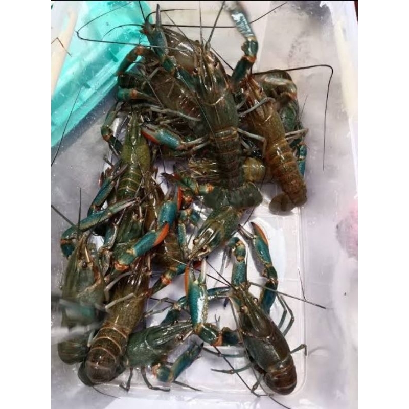 LOBSTER AIR TAWAR / RED CLAW JANTAN / BETINA SAJA ( SATUAN)