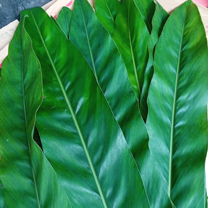 

daun lengkuas / daun laos segar 20 lembar
