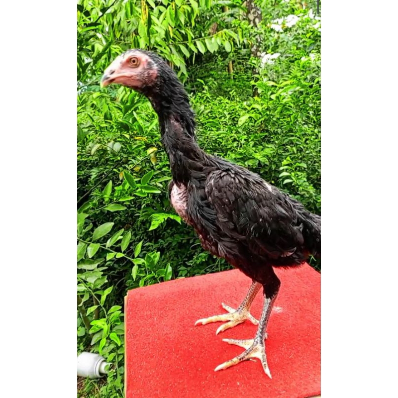 betina pakhoy pukul drumband line thor