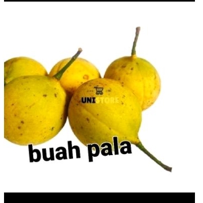 

Buah pala herbal 1kg atasi insomia dan bahan manisan