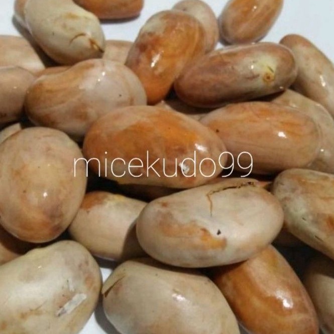 

GROSIRAN MURAH BIJI NANGKA MENTAH 5GR SEGAR BETON FRESH JACKFRUITS JACKFRUIT SEEDS RAW