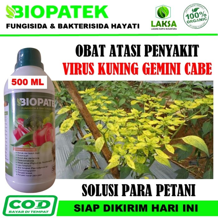 Obat semprot atasi virus kuning gemini daun Cabe - Obat Penyakit Kuning Daun Pada Cabe - Biopatek Fu