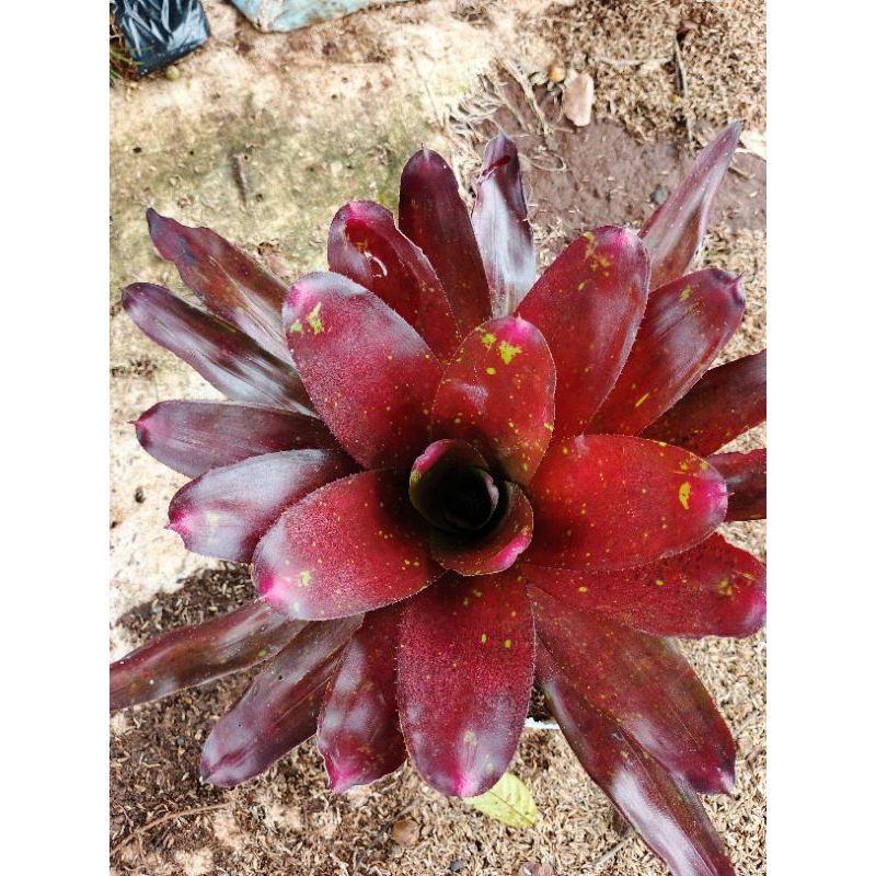 Pohon bromelia mawar besar