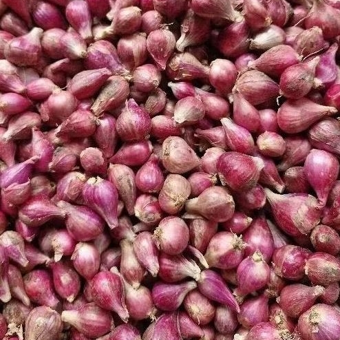 

Bawang Merah Brebes kering Premium grade A perkilo