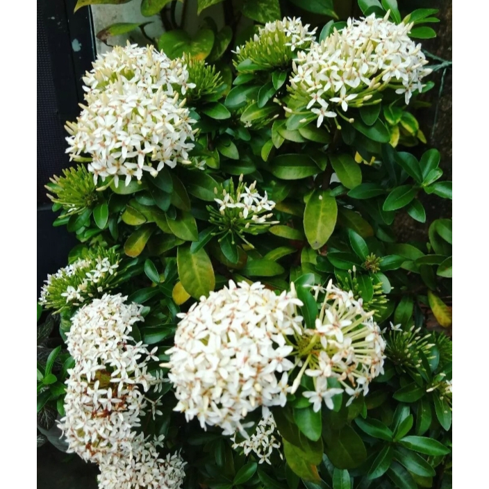 Tanaman hias bunga asoka putih - Bunga Asoka - Soka Putih