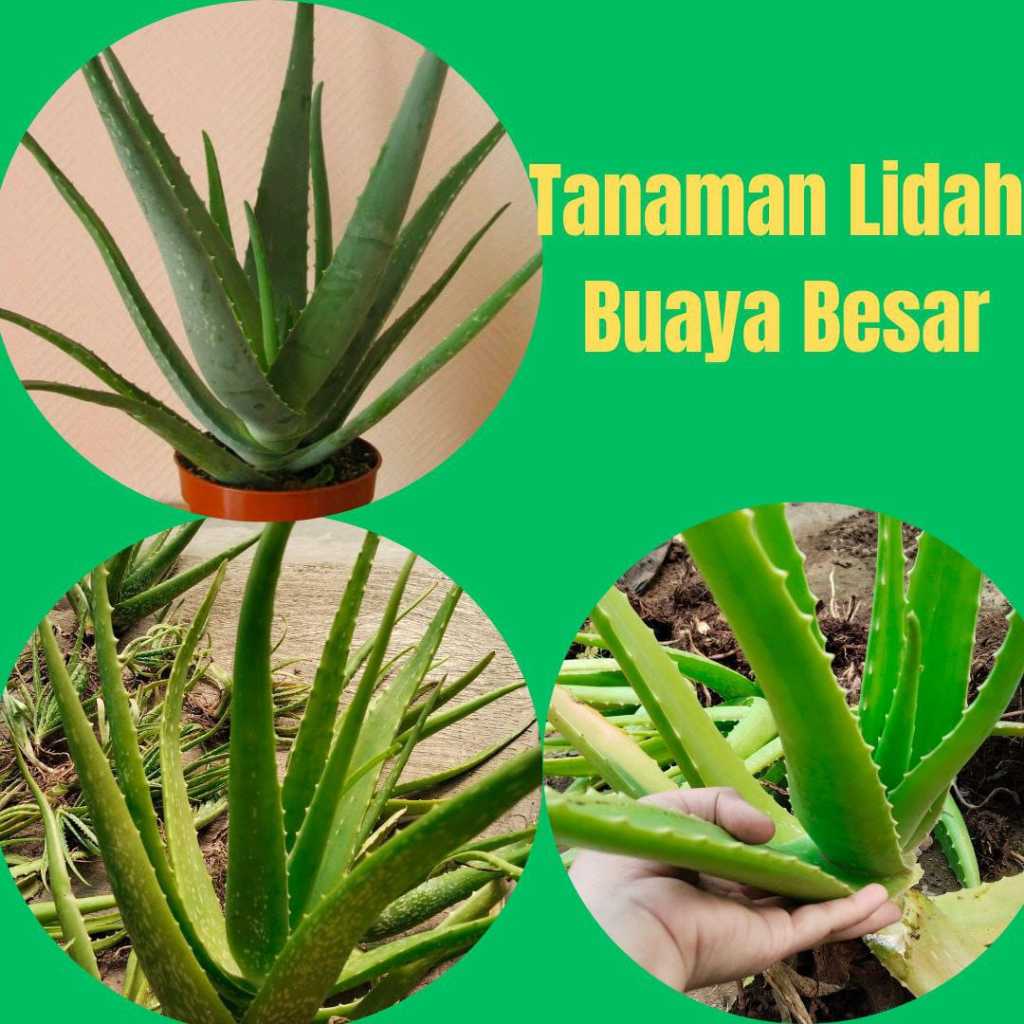 Tanaman lidah buaya jumbo super, Tanaman lidah buaya hidup, Tanaman lidah buaya jumbo