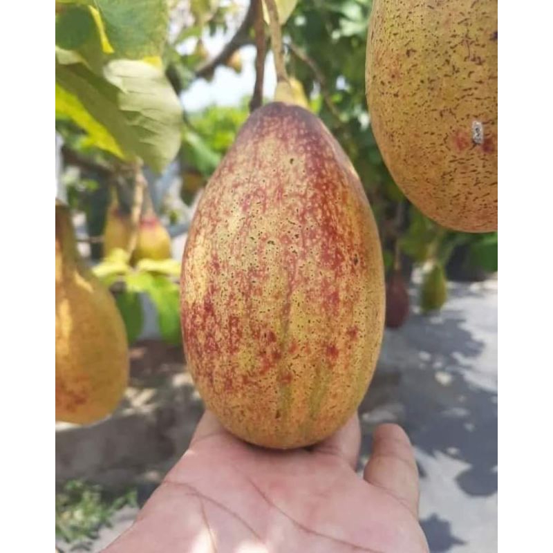 BIBIT ALPUKAT YELLOW VIETNAM