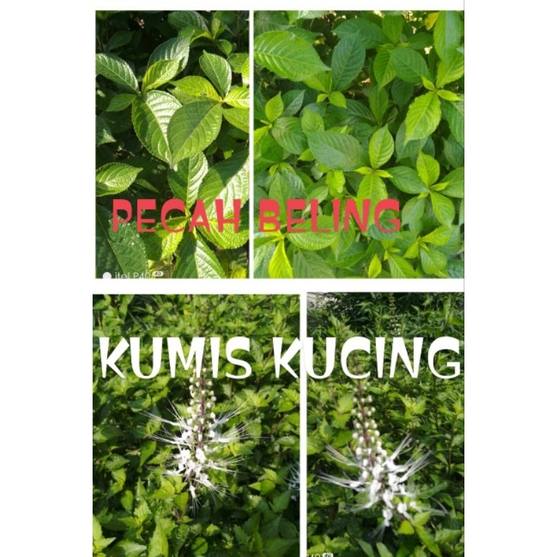 

paket hemat daun kumis kucing dan keji beling peluruh batu ginjal 100 gr