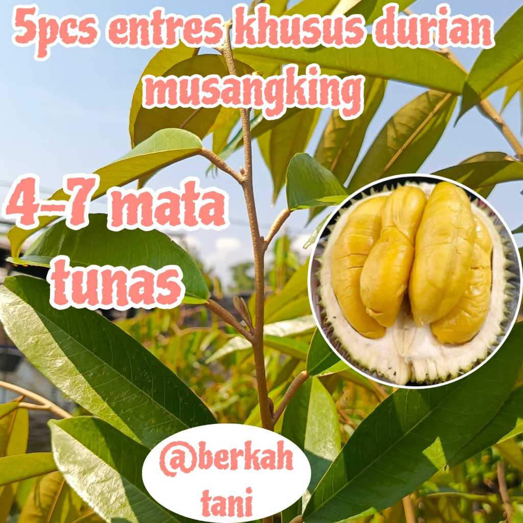 (KHUSUS) ENTRES DURIAN MUSANGKING ENTRES DURIAN SUPER UNGGUL (5PCS)
