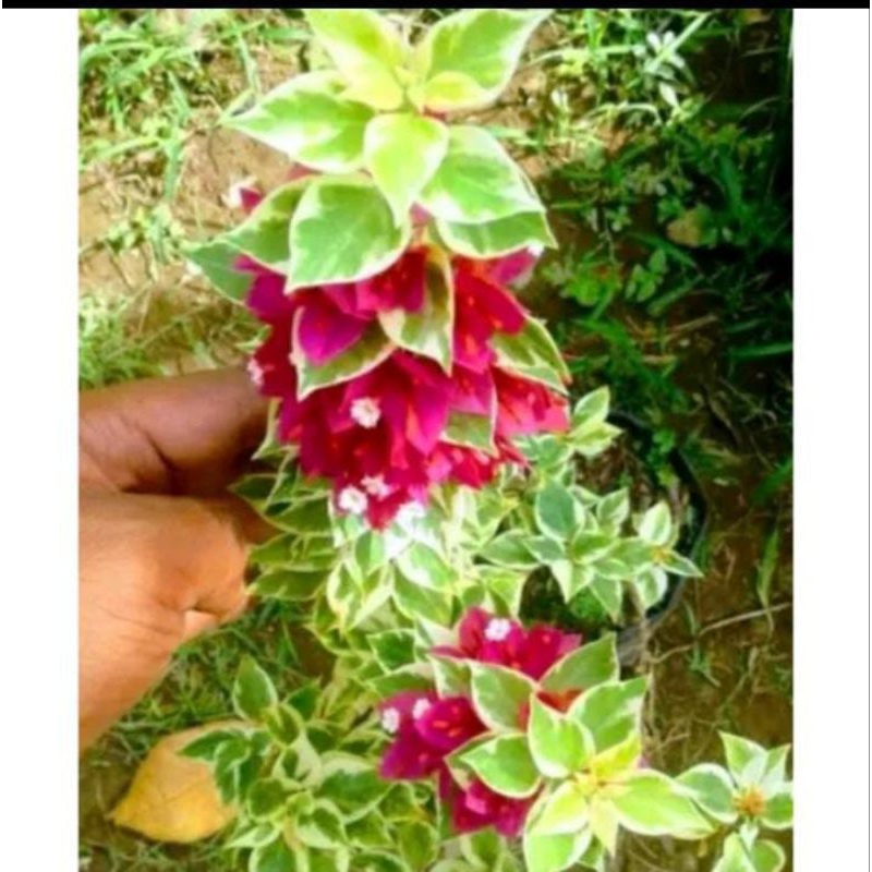 begenvil Singapura  varigata tanaman hias