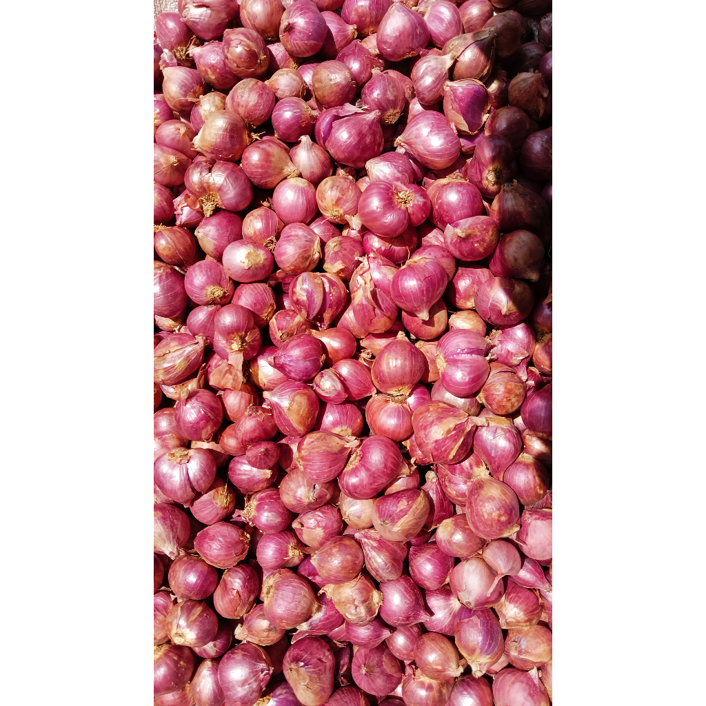 

Bawang Merah Probolinggo 500g I 100% Kualitas Terbaik