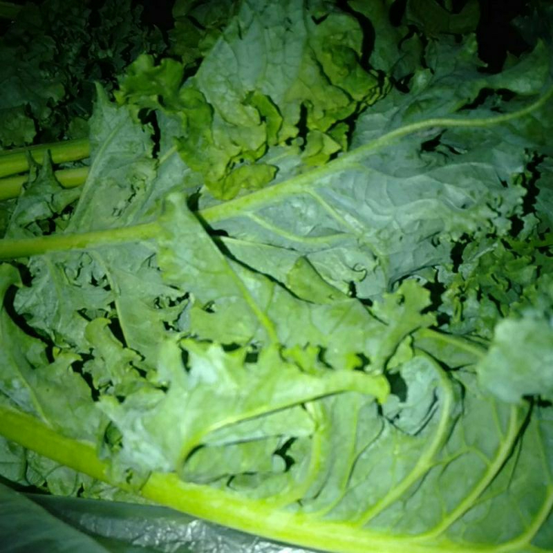 

Sayur Kale Hijau