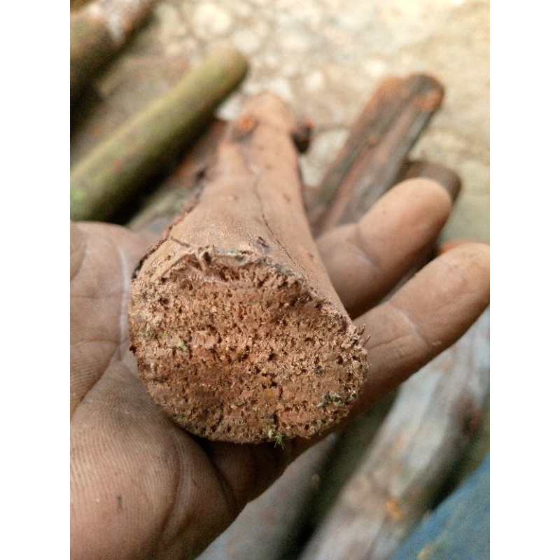 kayu stigi gunung ngurak