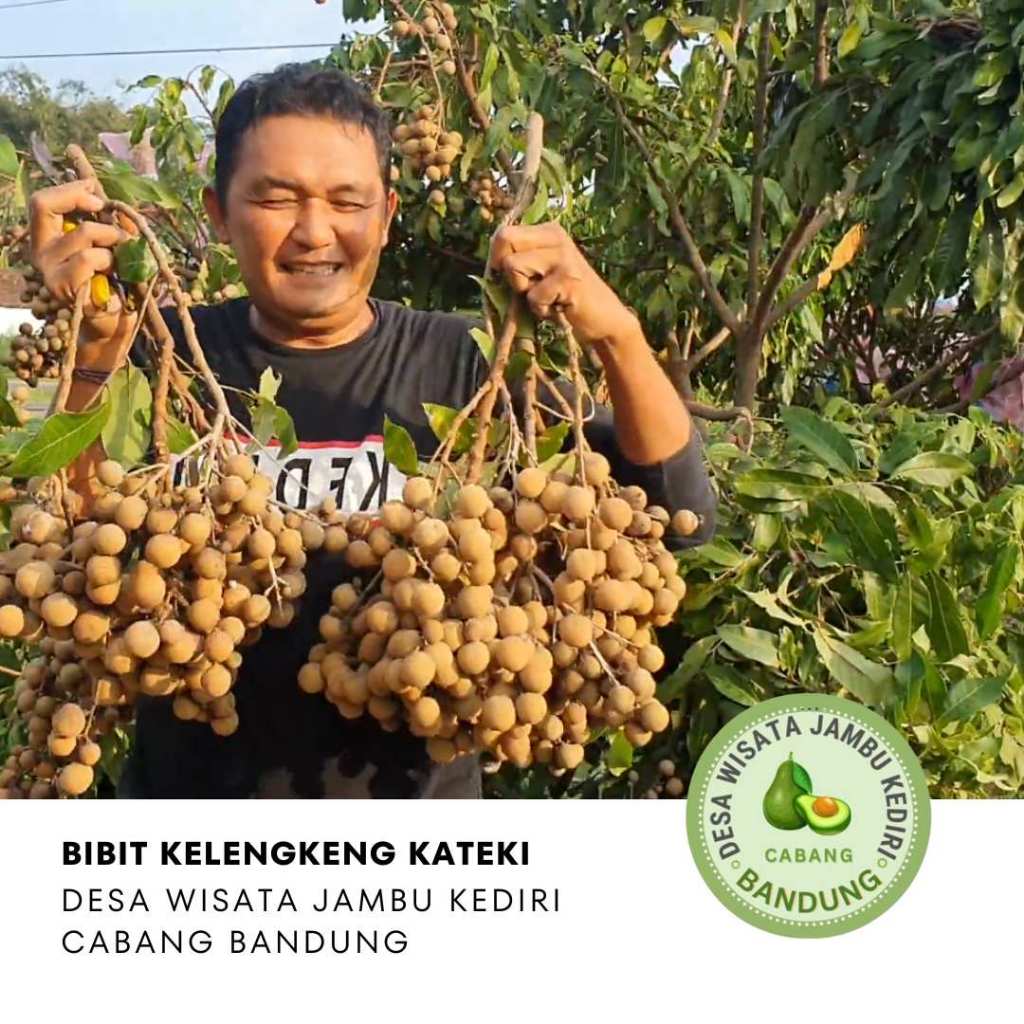 Bibit Kelengkeng KATEKI Desa Wisata Jambu Kediri Cabang Bandung