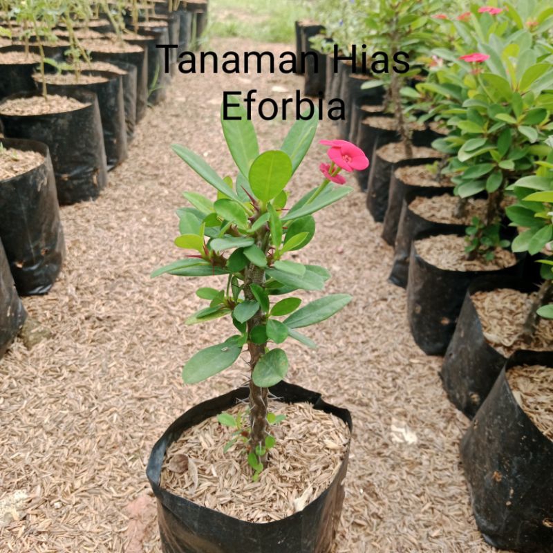 Tanaman Hias Eforbia