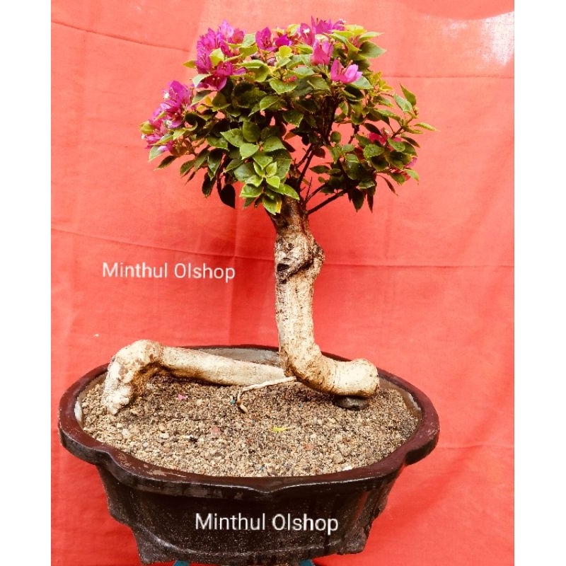Bonsai bougenville/bugenvil singapore original merah fanta real pict