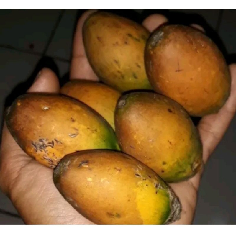 

promo pinang tua asli 250 gram buah jambe tua murah