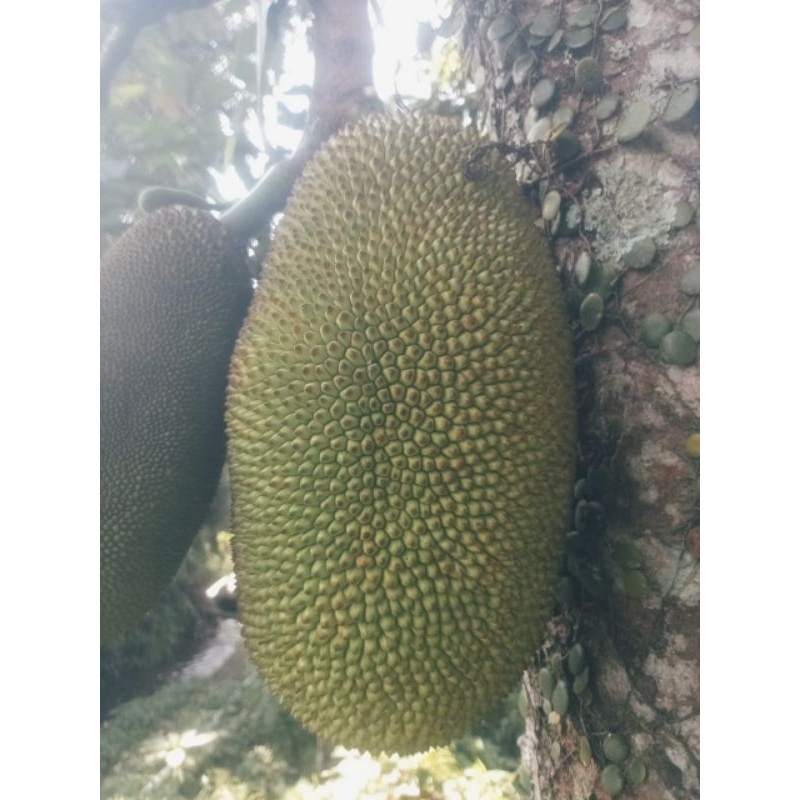 

buah nangka seger sayur mayur buat syur gugdeg.500grm