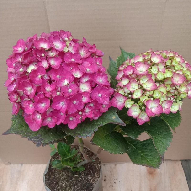 hortensia import pink tanaman hias