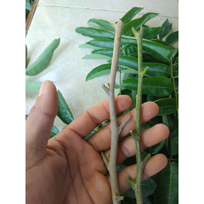 Entres Kelengkeng Aroma Durian