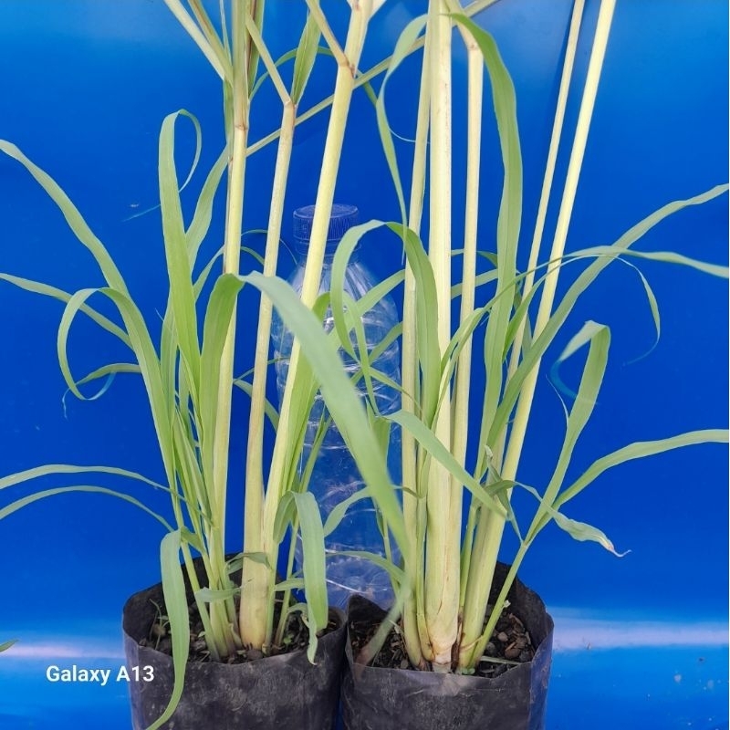 

Tanaman Daun Sereh(serai) harga per Polibag (Beli 5 Gratis 1)