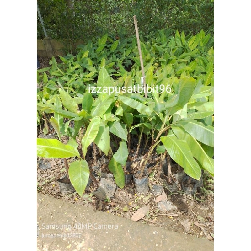

pisang carvendis genjah