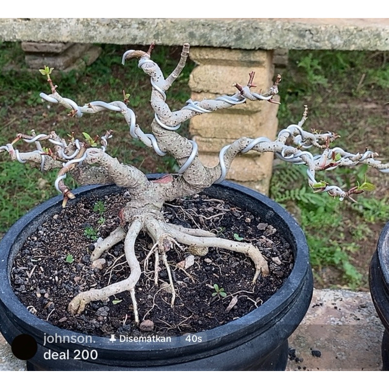 Bonsai Waru