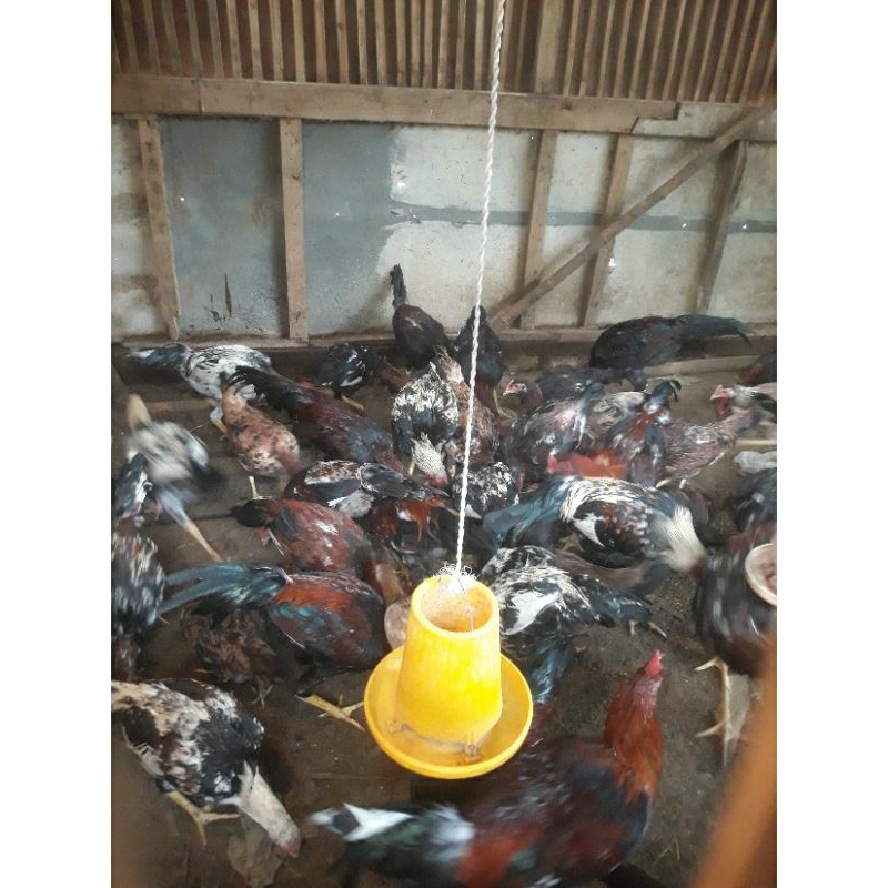 Ayam Jantan KUB 2 Janaka