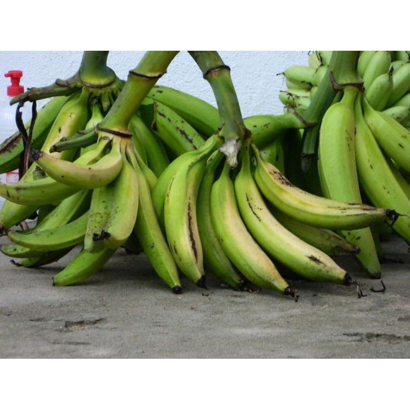 

pisang tanduk madu 1 tandan mentah dan matang pasti murah