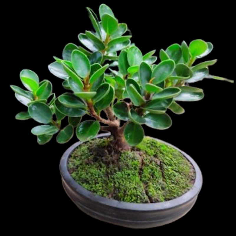 Bibit tanaman beringin dolar micro (mangkuk) | Bahan bonsai dan penghias taman