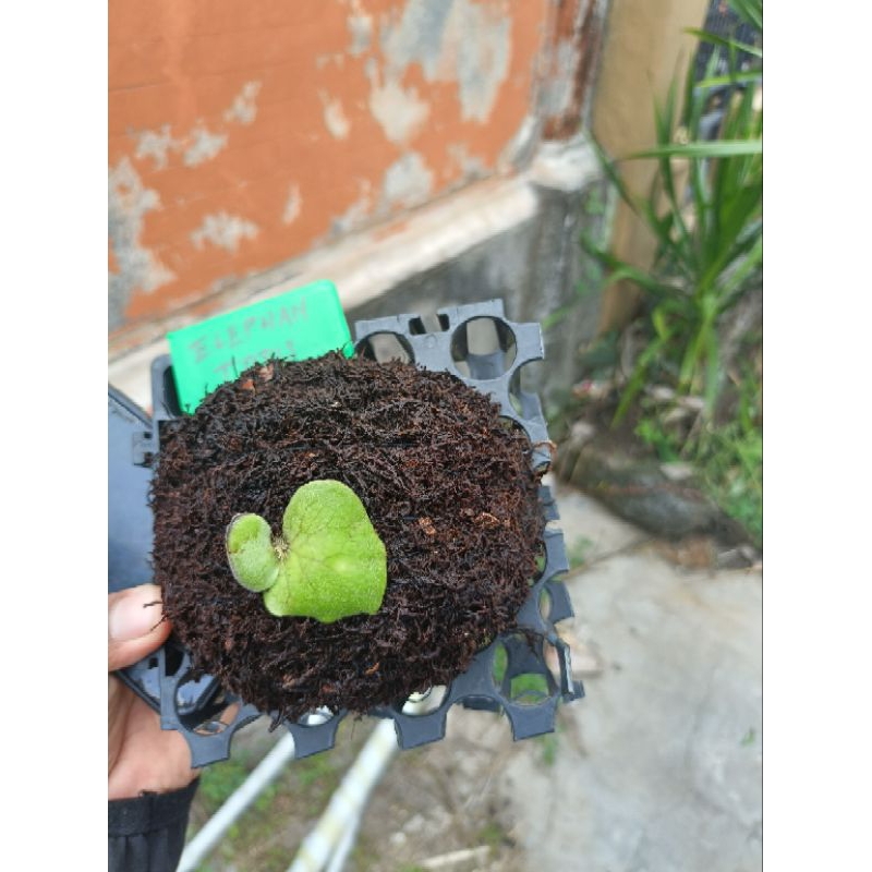 platycerium,/kesimbar elephantotis ,elephant hijau ,kesimbar gajah hijau dc 25 x 25