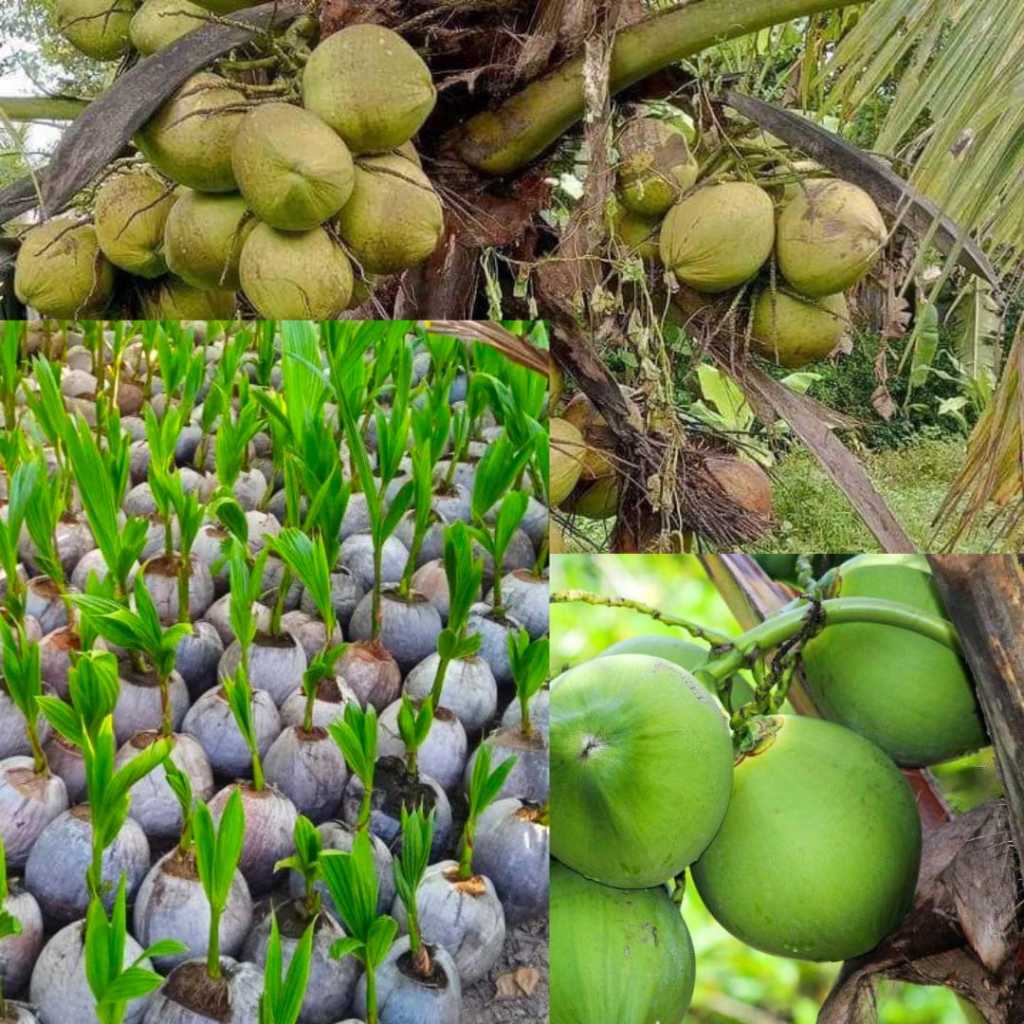 Kelapa 5Bibit,Bibit Kelapa Hijau Genjah, Bibit Kelapa Entok Genjah, Bibit Kelapa Entok