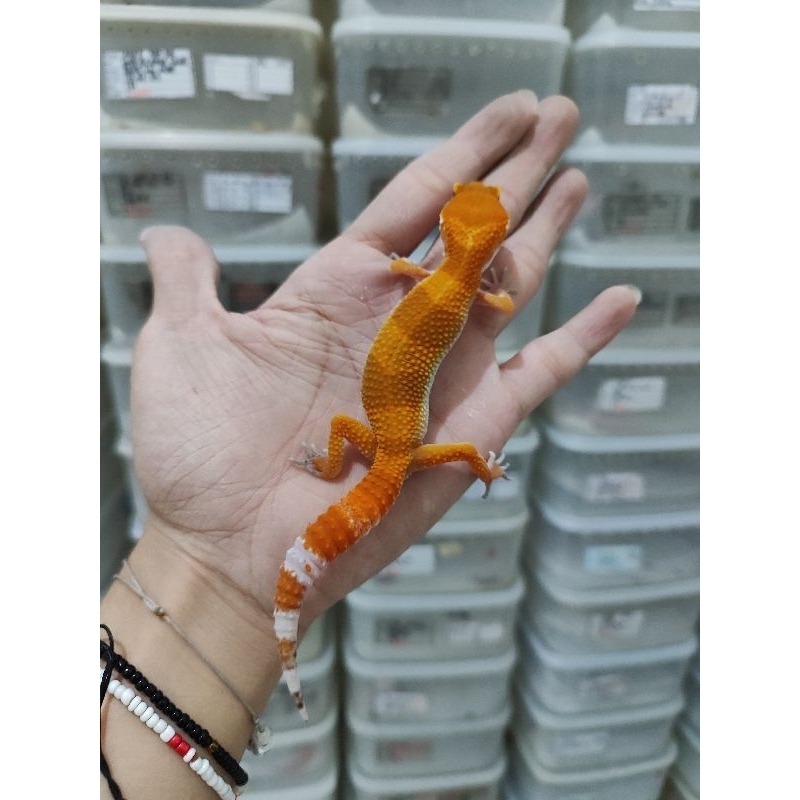 Mainan Leopar Gecko Replika SHTCTB