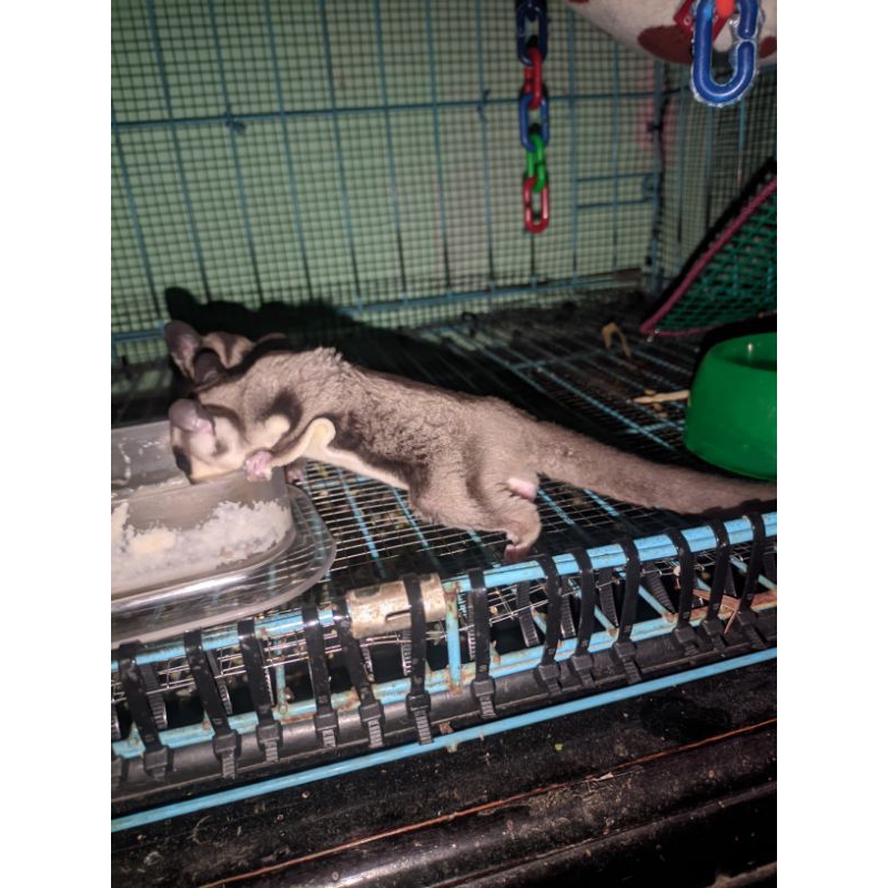 sugar Glider Classic Grey