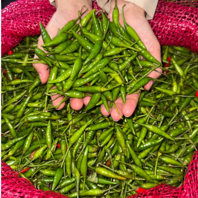 

CABE RAWIT HIJAU PER 500 GRAM / CABAI HEJO / CAPLAK / ACUNG SUPER PEDAS
