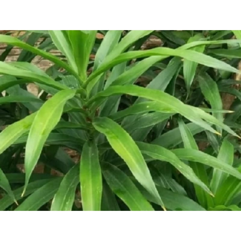 

200gram Daun Suji segar Pewarna hijau Alami