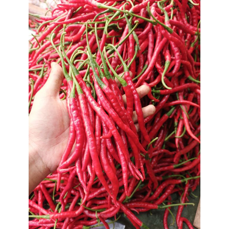 

CABE KERITING SUPER SEGAR