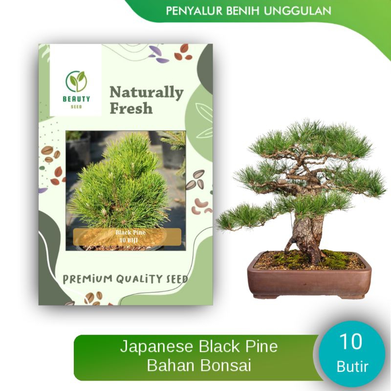 Benih Biji Japanese Black Pine - Bibit Biji Bonsai Black Pine 10 Butir