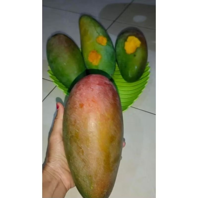 

Mangga Kiojay Tua Pohon 600 gram - 700 gram 1 Buah