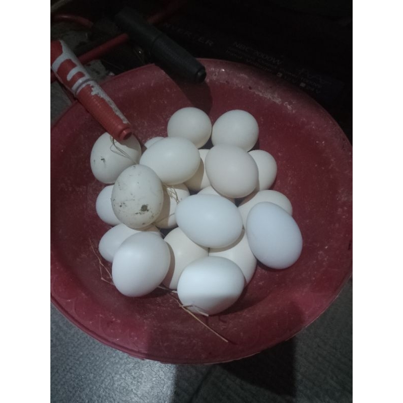 

telur ayam kampung unggul